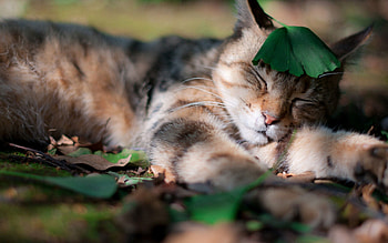 Animals, Grass, Leaves, Cat, Shadow, Sleep, Dream HD wallpaper