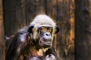 Animal chimpanzee, resolution, Nature's expression, Captivating beauty HD wallpaper