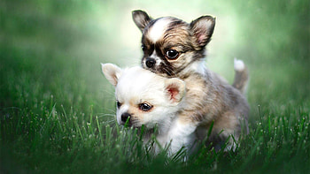 Chihuahua puppy , Adorable and cute, Lovely pet, Heartwarming visuals HD wallpaper