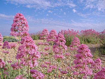 flowers and sky, blue, pink, sky, nature, flowers HD wallpaper