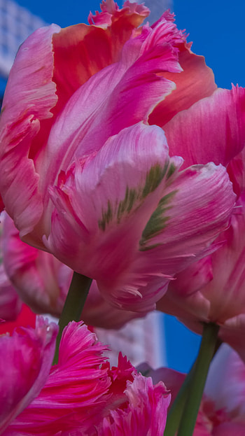 Tulips in Moonlight, close-up, moon, pink flower, flower, nature, tulip HD phone wallpaper