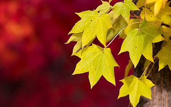 Background, Autumn, Macro, Foliage HD wallpaper