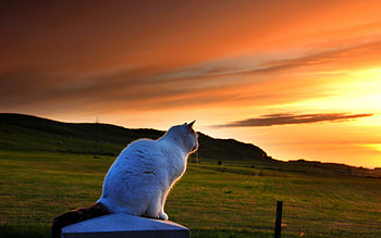 Animals, Landscape, Cats HD wallpaper
