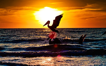 pelicans at sunset, birds, graphy, animals, sunset, ocean, beach HD wallpaper