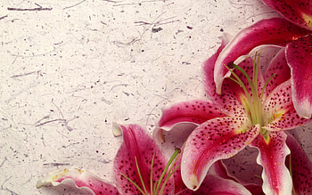 Decor lily, pink, nature, flowers, lily HD wallpaper