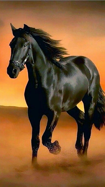 Black Horse, Black, Horse HD phone wallpaper