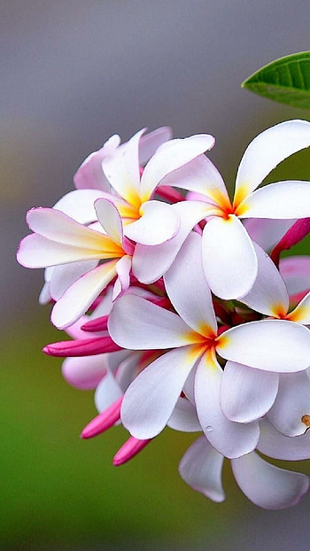 Delicate blooms, Vibrant colors, Floral elegance, Serene atmosphere HD phone wallpaper