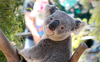 Animals, Koalas HD wallpaper