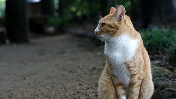 Animals, Sit, Forest, Cat, Relaxation, Rest HD wallpaper