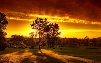 Golden sunset, nature, field, tree, sunset HD wallpaper