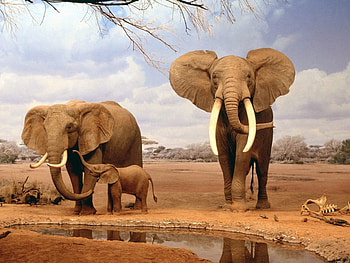 Familia feliz, ceu, elefantes, bonitos, agua, animais HD wallpaper