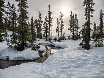 A tranquil snowy forest scene with a sunlit creek and tall trees on a winter day. HD wallpaper