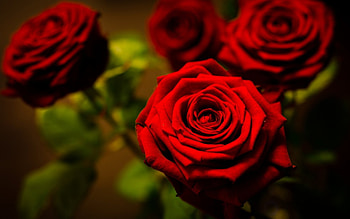 Red roses for you, beautiful, roses, pretty, red HD wallpaper