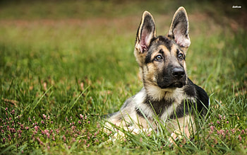 german shepherd puppy, dog, puppy, shepherd, german HD wallpaper
