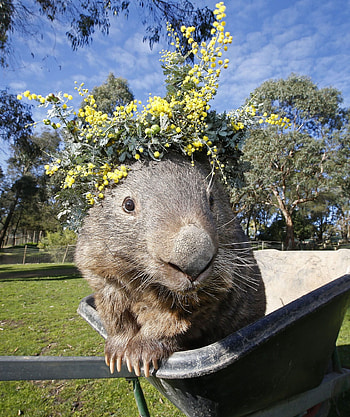 Patrick the wombat, Animal obituary, Australian news HD phone wallpaper