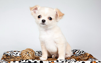 Cute puppy, animal, dog, puppy, white, cute HD wallpaper