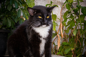 Animals, Cat, Sight, Opinion, Pensive, Wise HD wallpaper