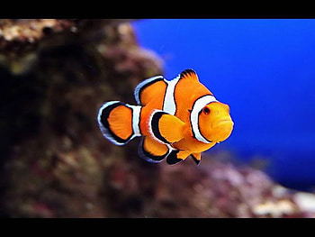 Clown Fish, fish, beautiful, clown HD wallpaper