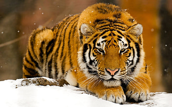Animals, Winter, Tigers HD wallpaper
