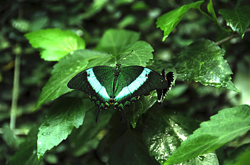 Animals, Plants, Pattern, Butterfly, Wings, Tropical Butterfly HD wallpaper