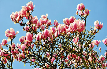 Flowers, Sky, Branches, Bloom, Flowering, Spring, Magnolia HD wallpaper