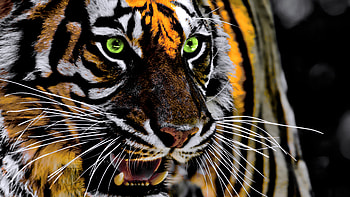 Roaring Tiger HD wallpaper
