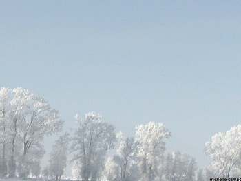 Frosty Tree's , trees, nd, frost, nature HD wallpaper