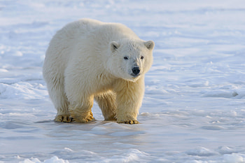 Animals, Ice, Bear, Predator, Polar Bear HD wallpaper