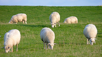 Sheep backgrounds, , Perfect for personalization, Barbara's collection HD wallpaper