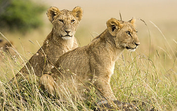 Maasai Mara National Reserve, , Kenya's wildlife paradise, Breathtaking landscapes HD wallpaper