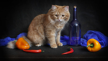 Light Yellow Eyes Brown White Cat Kitten Is Sitting On Table In Black Wall Background Kitten HD wallpaper