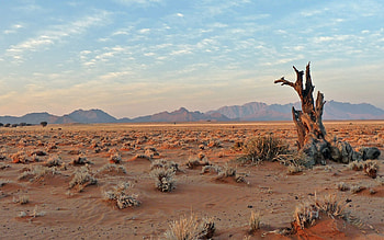 Desert in Namibia, Africa, sand, wood, desert, mountains, Africa HD wallpaper
