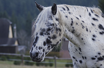 Horse, muzzle, animal, black spots HD wallpaper