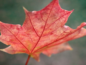 Autumn, Macro, Sheet, Leaf, Maple, Fallen HD wallpaper
