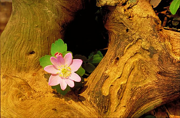Pink Anemone, background, pink, pretty, log, flower HD wallpaper