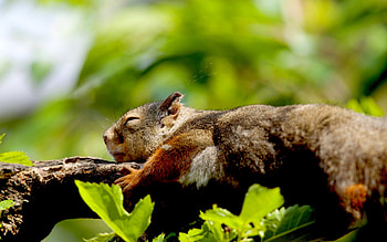 CUTE LITTLE SQUIRREL, sleeps, squirrel, little, Cute HD wallpaper