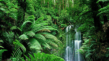 jungle bliss, jungle escape, Immersive retreat, Nature's beauty HD wallpaper