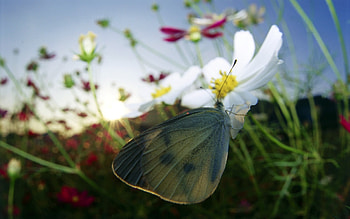 Butterflies, Insects HD wallpaper