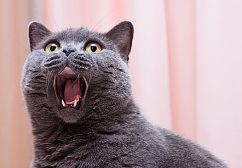 OMG, pisica, animal, pink, grey, cat, funny, surprised, tongue HD wallpaper