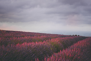 Field Sunshine , field, nature HD wallpaper