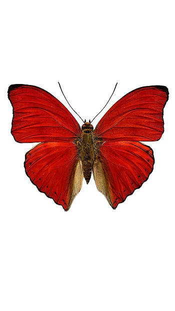Red Butterfly, Background, Aesthetic HD phone wallpaper