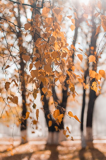 Close-up of golden birch leaves in autumn with a blurred forest background capturing the essence of fall. HD phone wallpaper
