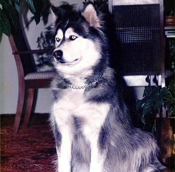 Malamute Husky Cross, dog, malamute, posing, husky HD wallpaper