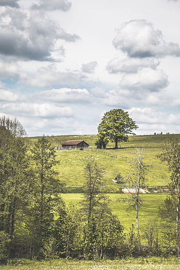 Nature, Trees, Grass, Clouds, Summer, Small House, Lodge, Polyana, Glade HD phone wallpaper