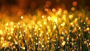Drops, grass, early morning, bokeh HD wallpaper