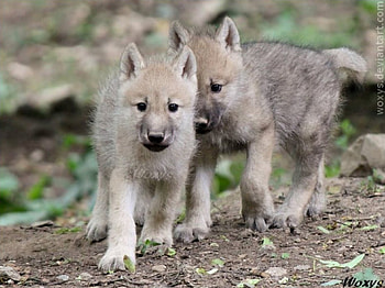 Wolf Cups by Woxys, animals, Cups, Wolf, by, nature, Woxys HD wallpaper