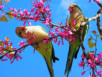 Parrots on Tree, cool HD wallpaper