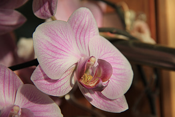 Flowers, Flower, Bud, Close-Up, Orchid HD wallpaper