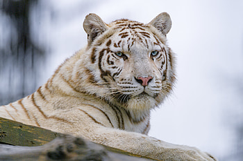 Animals, Predator, Sight, Opinion, Tiger, Animal, White Tiger HD wallpaper