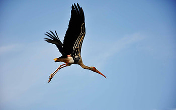 Painted stork, Majestic bird, MacBook Air , Exquisite plumage HD wallpaper